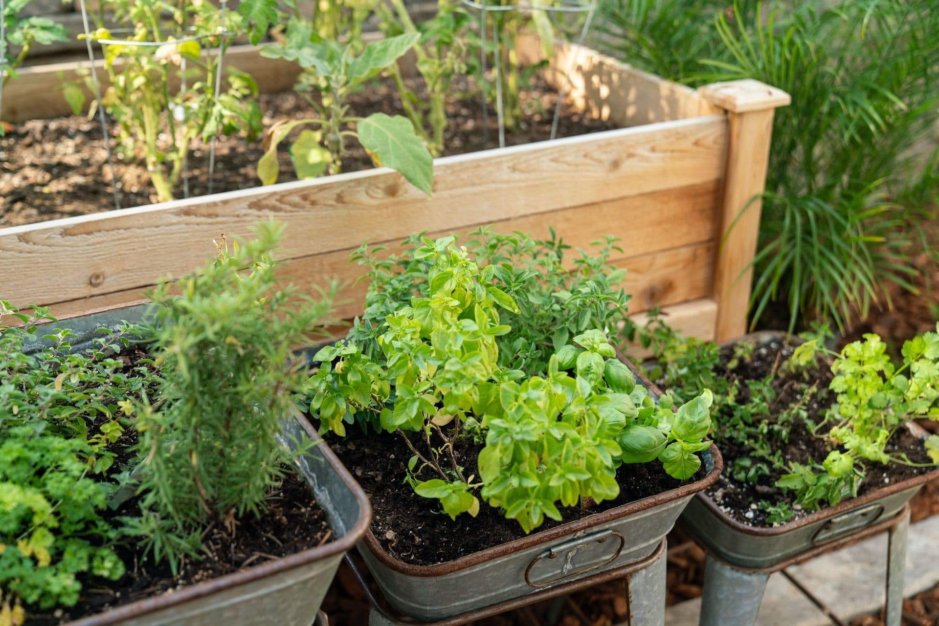 Medicinal herbs growing in raised beds in the college herbal garden